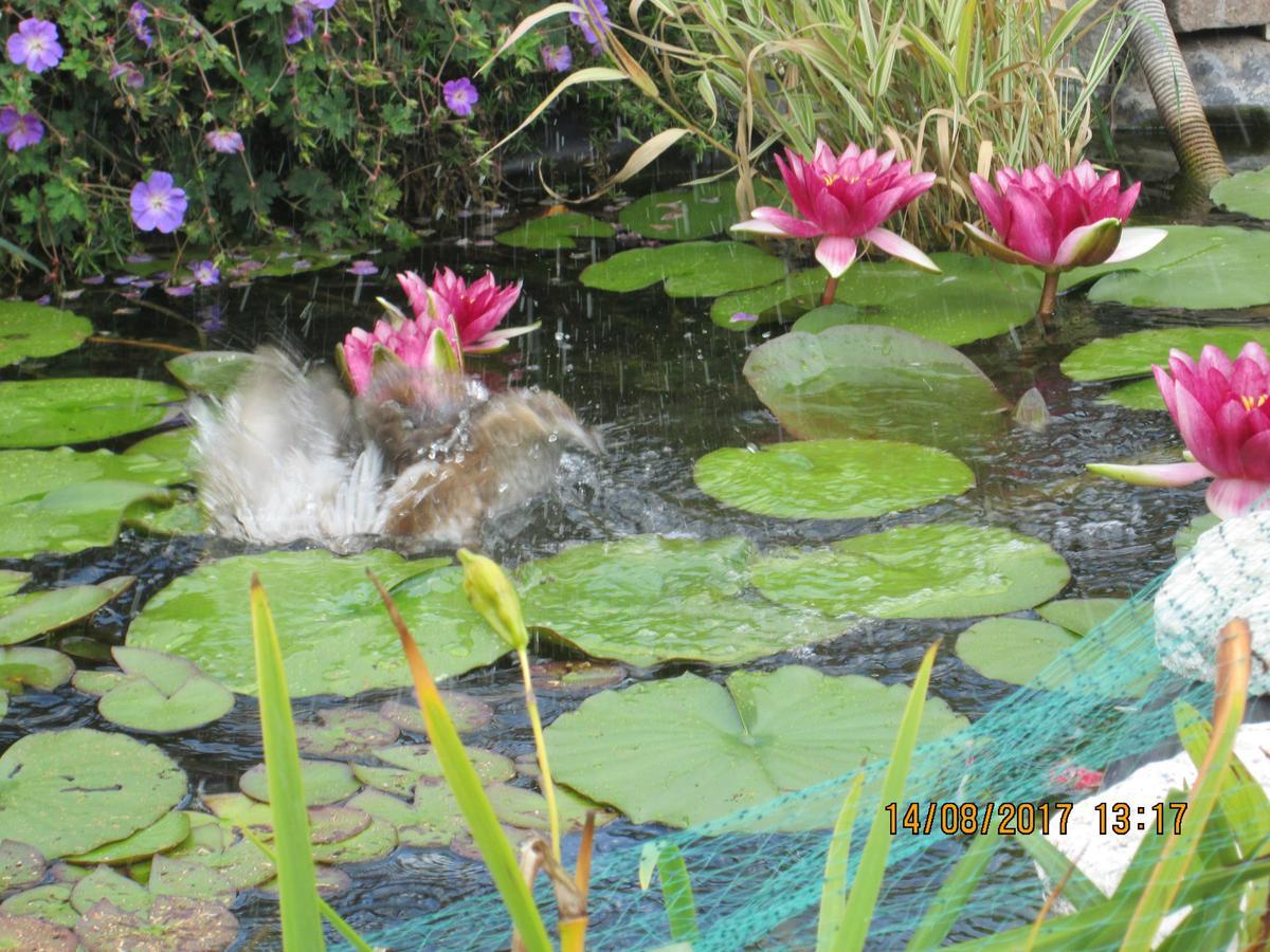 Studios Les Hortensias Lillers Dış mekan fotoğraf